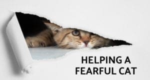 helping a fearful cat
