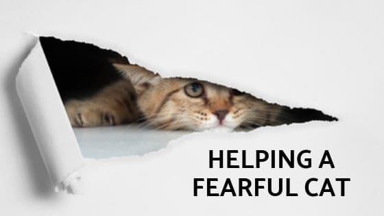 fearful cat