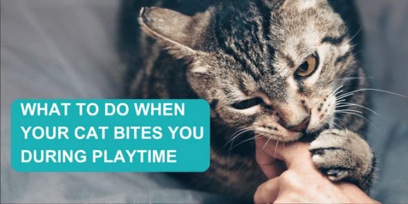 What To Do When Your Cat Bites You During Playtime