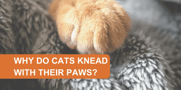 Why Do Cats Knead With Their Paws?