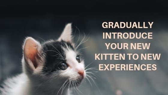 introducing a kitten to your home