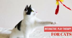 interactive play therapy for cats