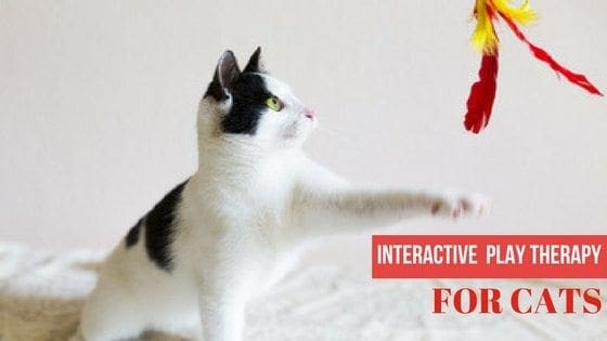 https://catbehaviorassociates.com/wp-content/uploads/2012/02/interactive-play-therapy-for-cats.jpg