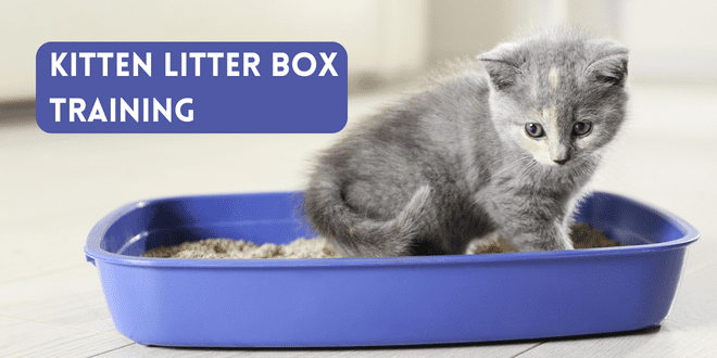 Cat Training  Kitten Litter Box Training