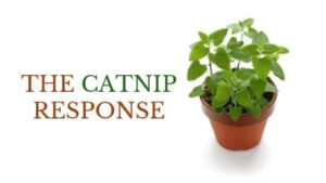 the catnip response