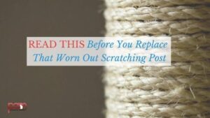 read this before you replace that worn out scratching post