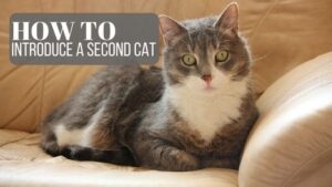 how to introduce a second cat