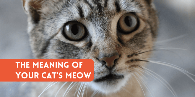 The Meaning of Your Cat's Meow - WSJ