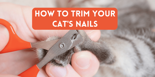 Cat Nail Clippers - Professional Claw Trimmer for Cats and Small Pets