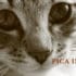 pica cats treatment