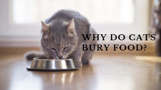 Why Do Cats Bury Food? - Cat Behavior Associates