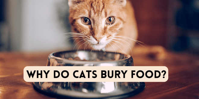 https://catbehaviorassociates.com/wp-content/uploads/2012/04/why-do-cats-bury-food.png
