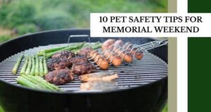 10 pet safety tips for memorial weekend