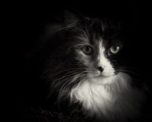black and white cat