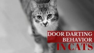 door darting behavior in cats