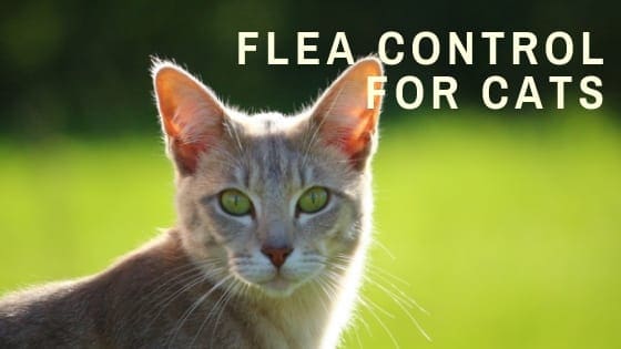 cat flea grooming