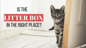 is the litter box in the right place