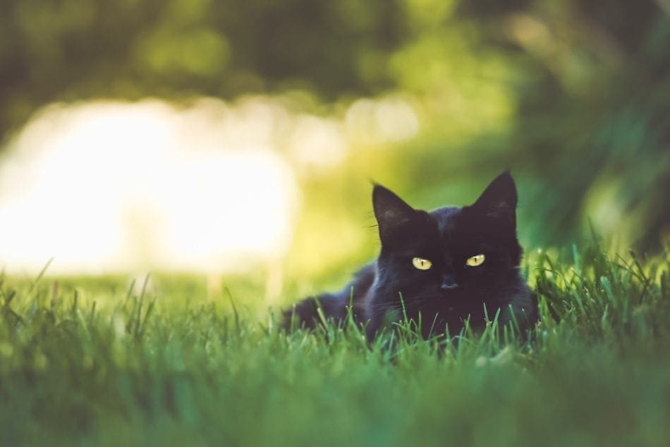 Cat Behavior | Why Do Cats Eat Grass?