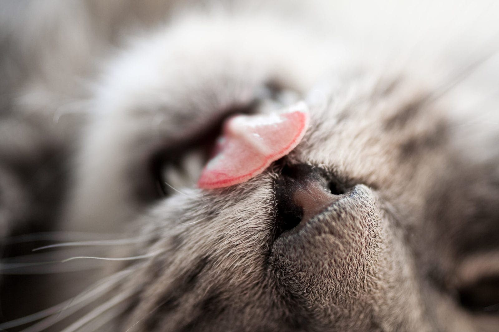 Why Does My Cat Lick Me So Much?