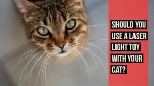 should you use a laser light toy with your cat
