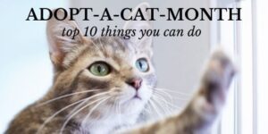 adopt a cat month