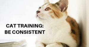 cat training: be consistent