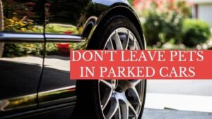 don't leave pets in parked cars