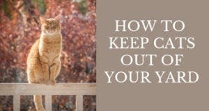 how to keep cats out of your yard