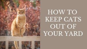 how to keep cats out of your yard