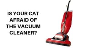 is your cat afraid of the vacuum cleaner