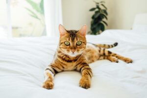 ten things every cat parent should remember