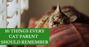 ten things every ct parent should remember