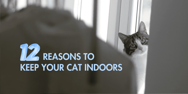 Keeping cats indoors is a rare solution where everybody wins