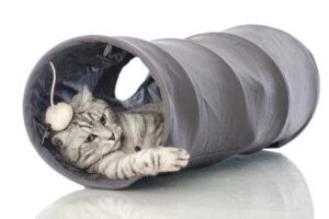 cat playing in a fabric tunnel