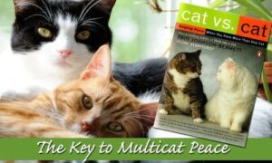 Cat vs. Cat with two cats