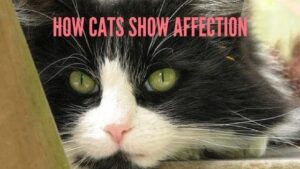 How cats show affection