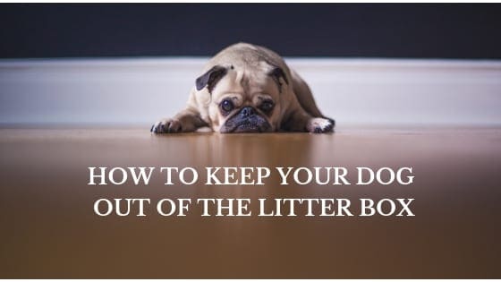 stop dog from eating cat litter