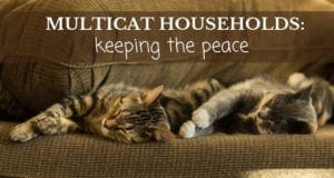 multicat cat households: keeping the peace