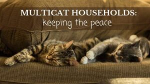 multicat cat households: keeping the peace