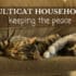multicat cat households: keeping the peace