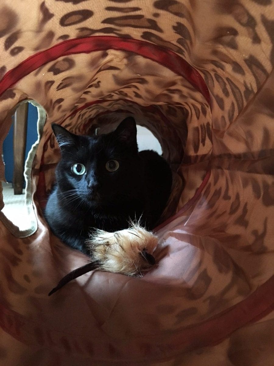 cat tunnels inside