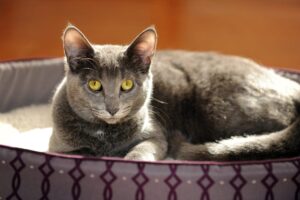 gray cat in a cat bed