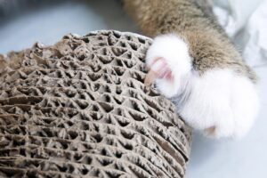 cat's claws on scratching post