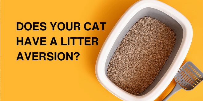 Is your Cat Avoiding the Litter Box