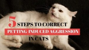 five steps to correct petting-induced aggression in cats