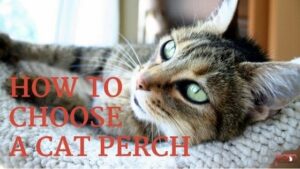 how to choose a cat perch