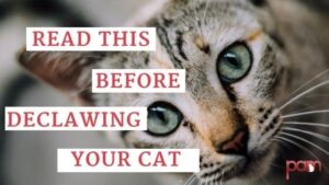 Read this before declawing your cat