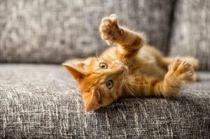 kitten playing on a sofa
