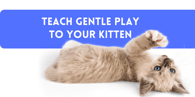 How to Teach Your Cat to Play Gently · The Wildest