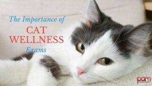 the importance of cat wellness exams